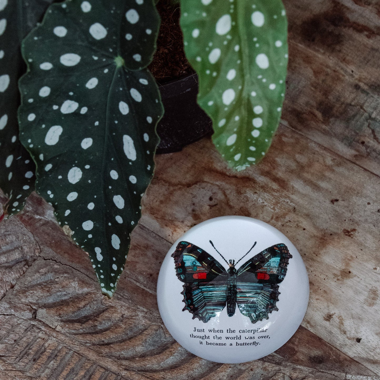 Paperweight -Butterfly
