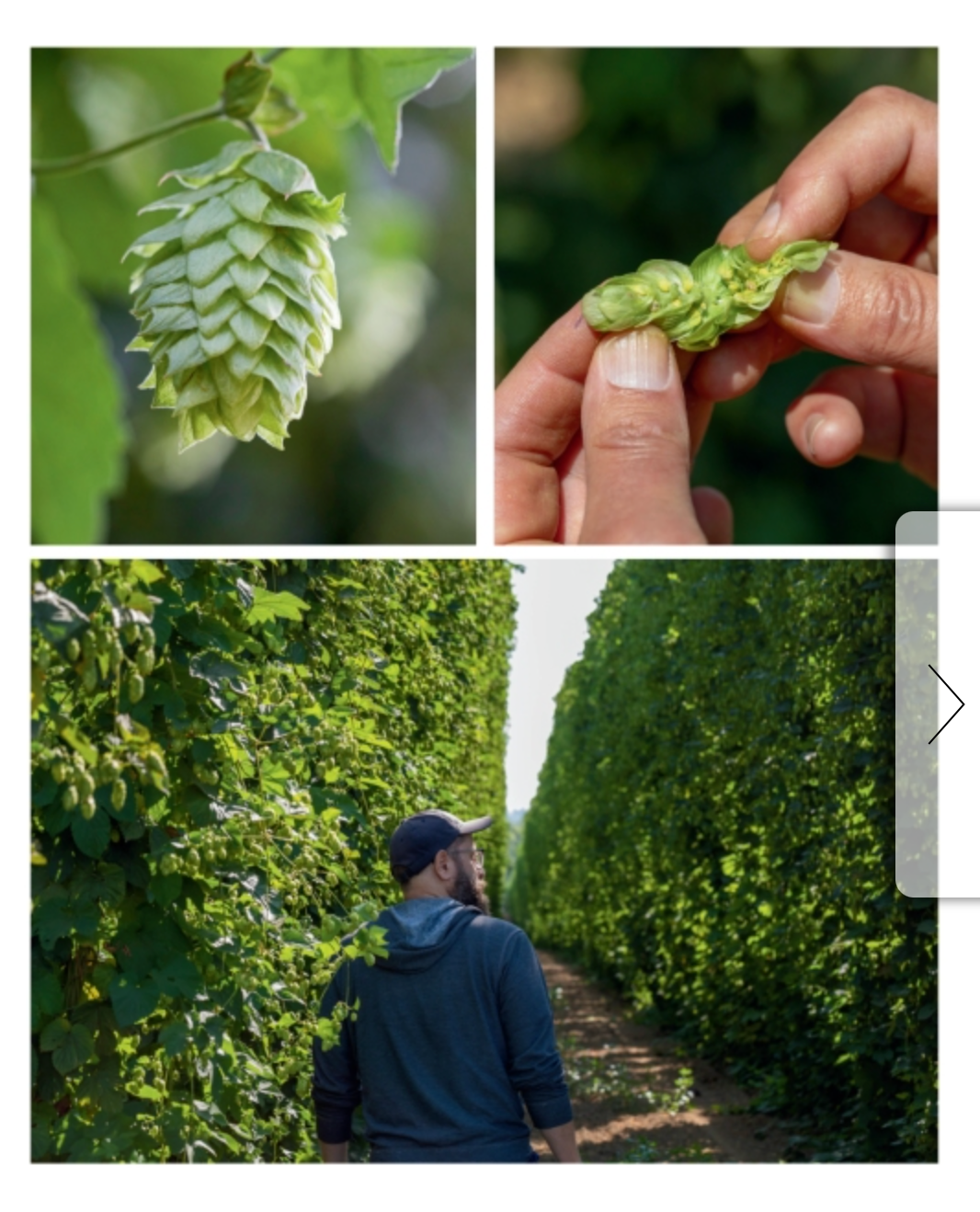 The Book of Hops