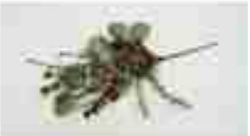 18in Berry/Pine Cone Pack