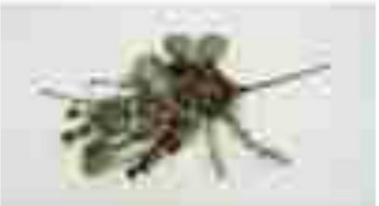 18in Berry/Pine Cone Pack