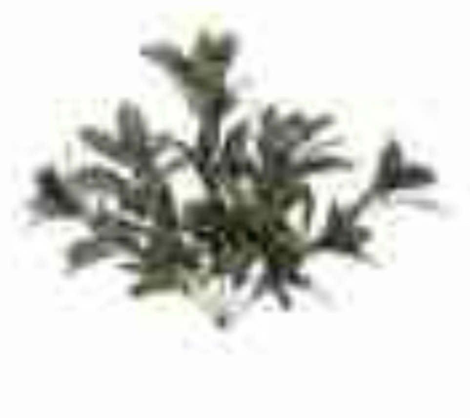 Flocked Mistletoe