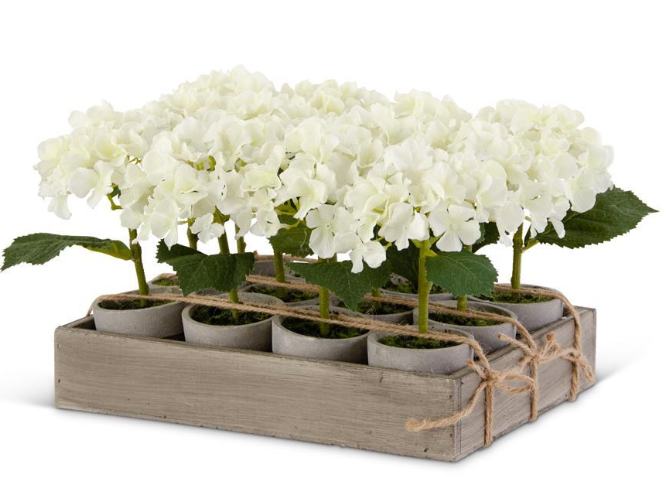 Small Potted White Hydrangea