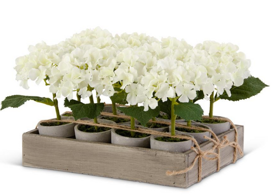 Small Potted White Hydrangea